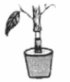 Science Sample Question 3 Class 7